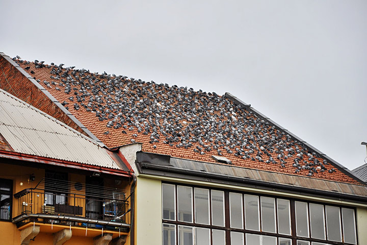 A2B Pest Control are able to install spikes to deter birds from roofs in Middlesex. 
