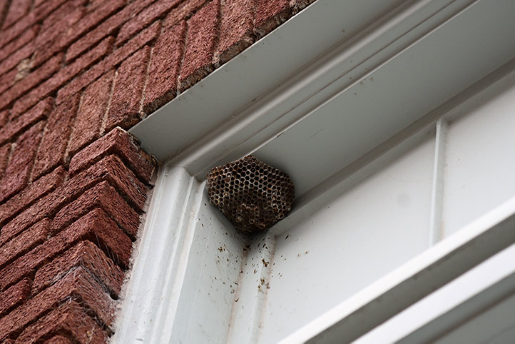 We provide a wasp nest removal service for domestic and commercial properties in Middlesex.